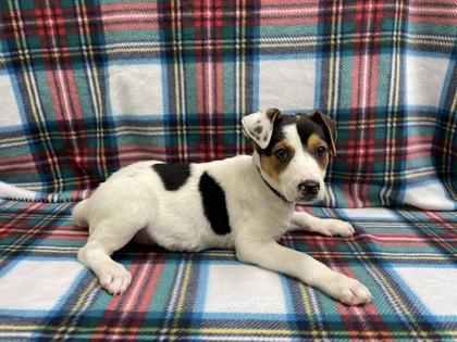 Fable, Adoptable, Puppy Female Terrier & Mixed Breed.