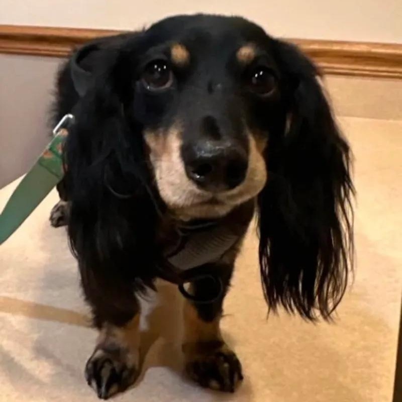 Enlarge Scooter - OHIO ONLY, a Adoptable Dachshund in Lebanon, OH image 2/6