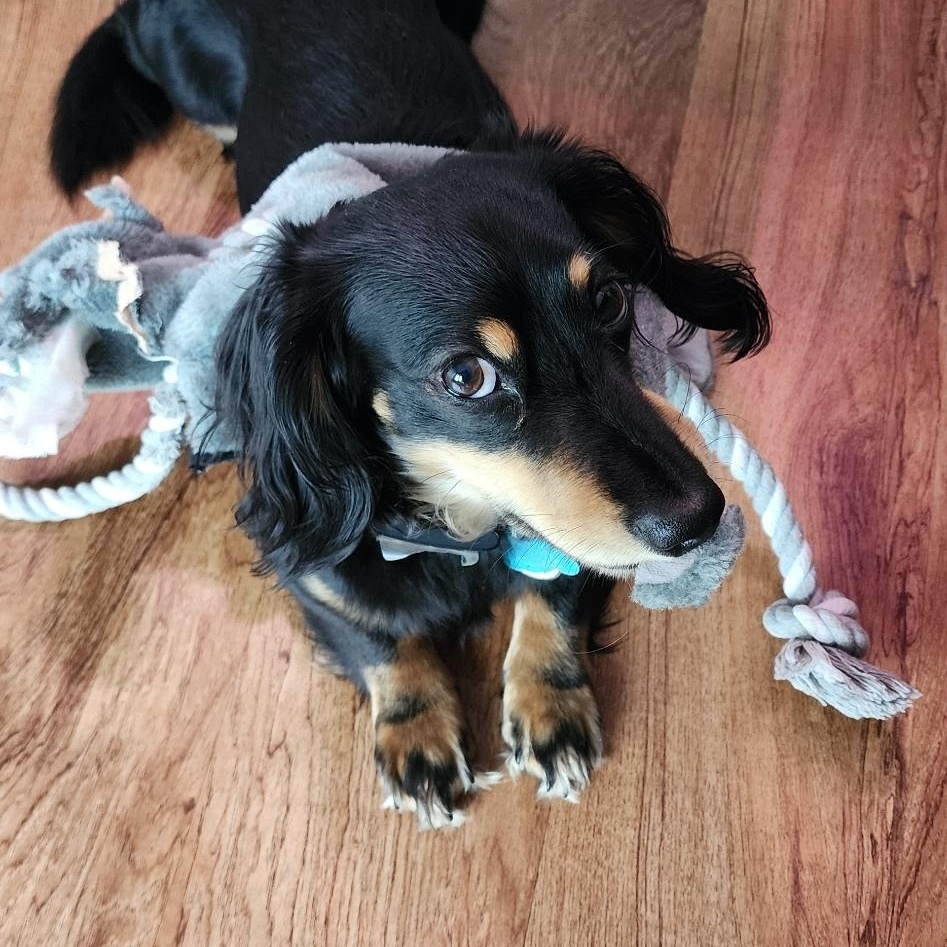 Scooter - OHIO ONLY, ADOPTABLE, Young Male Dachshund.