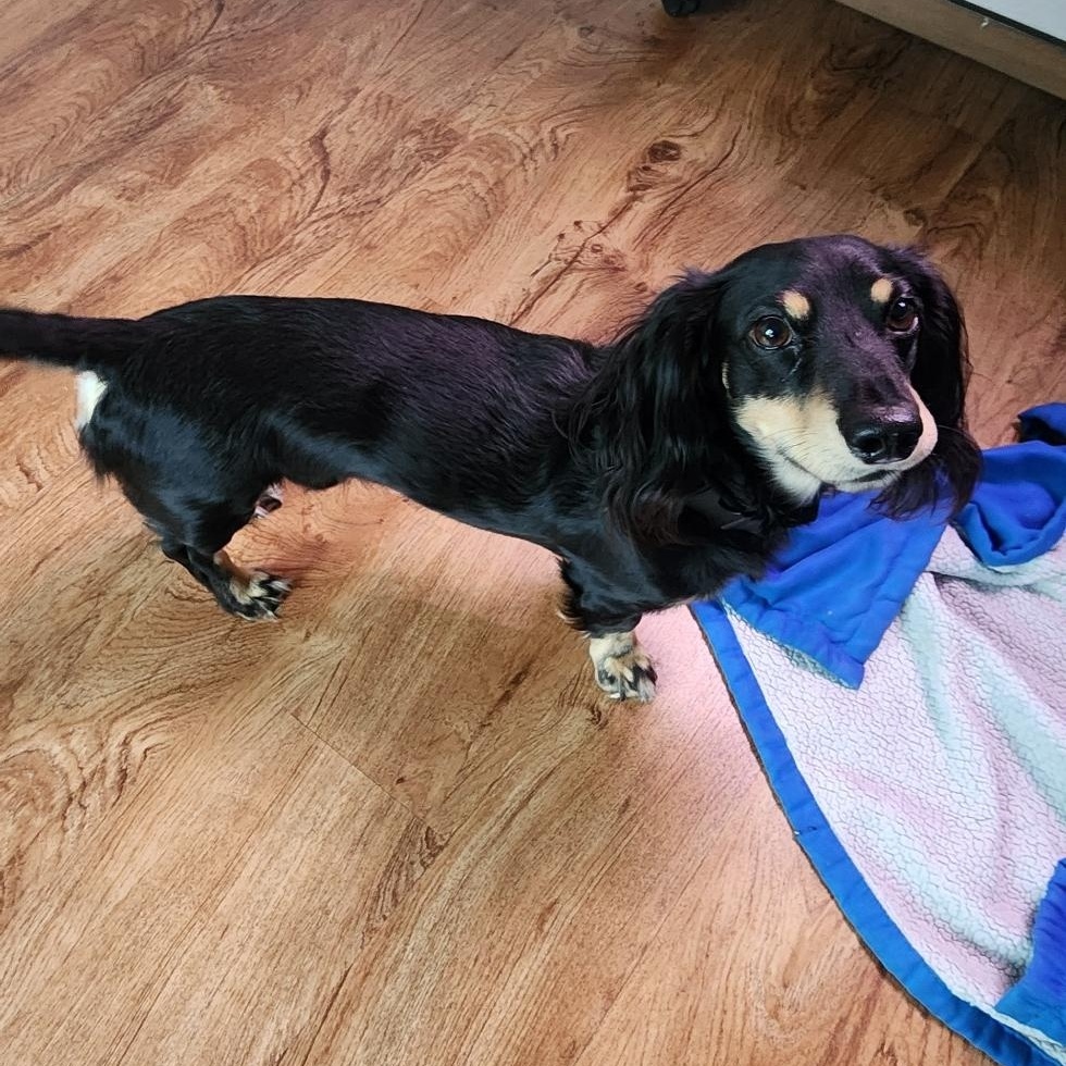 Scooter - OHIO ONLY, a ADOPTABLE Dachshund in Lebanon, OH image 2/4