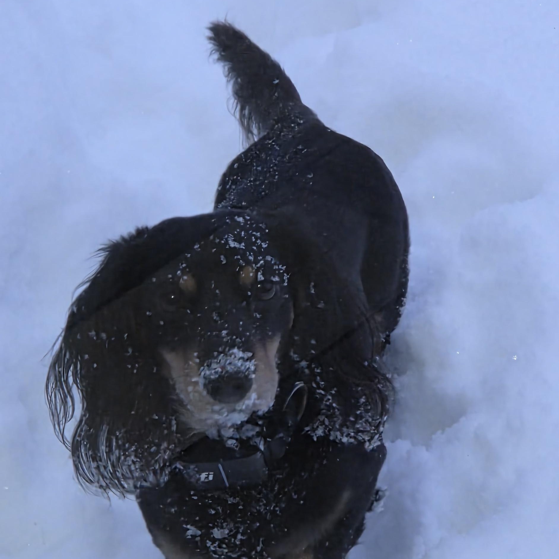 Scooter - OHIO ONLY, a ADOPTABLE Dachshund in Lebanon, OH image 4/4