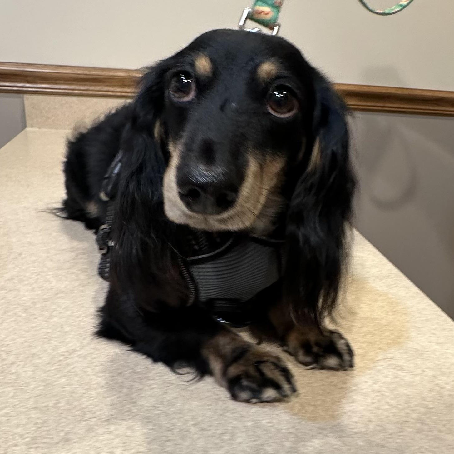 Enlarge Scooter - OHIO ONLY, a Adoptable Dachshund in Lebanon, OH image 1/6