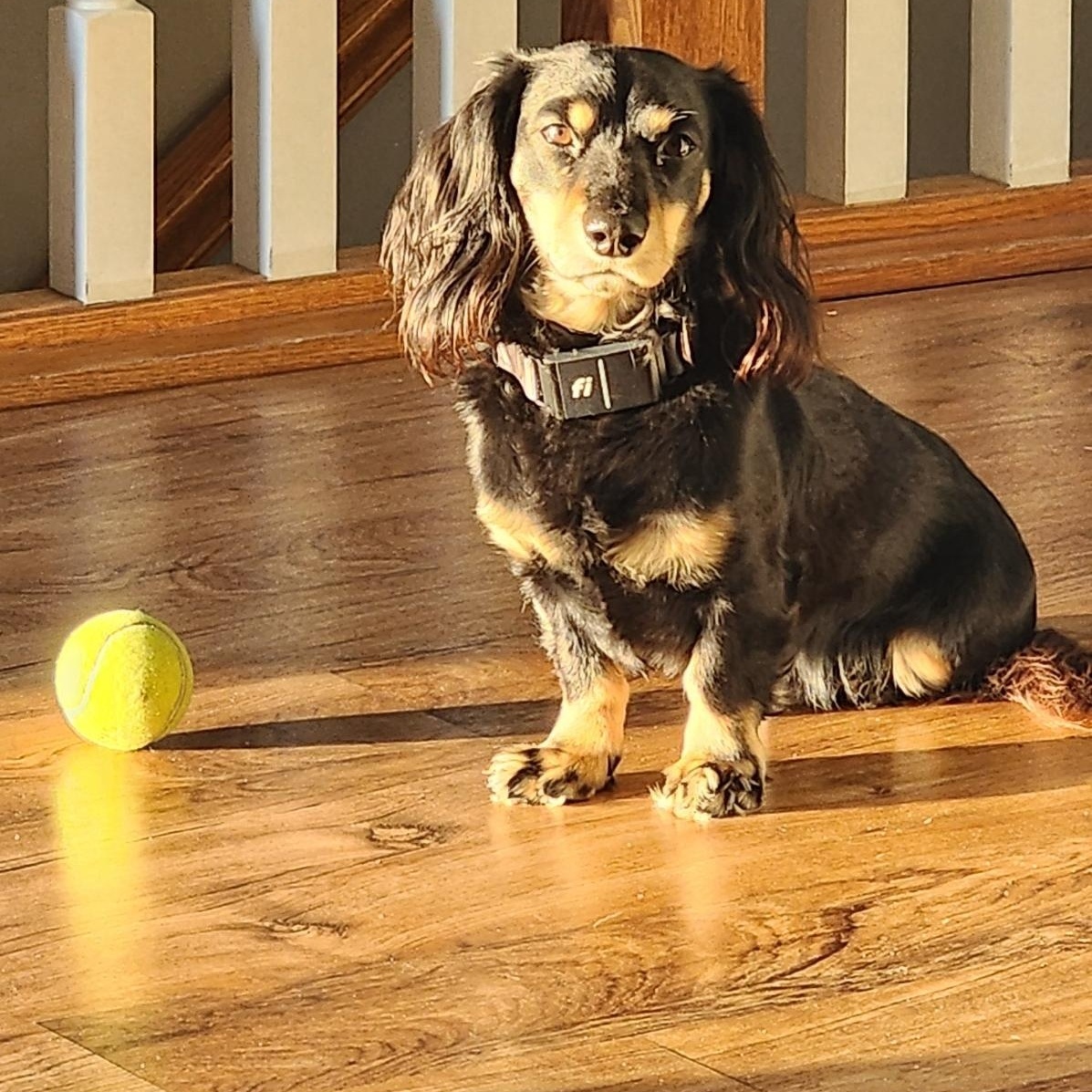 Scooter - OHIO ONLY, a ADOPTABLE Dachshund in Lebanon, OH image 3/4
