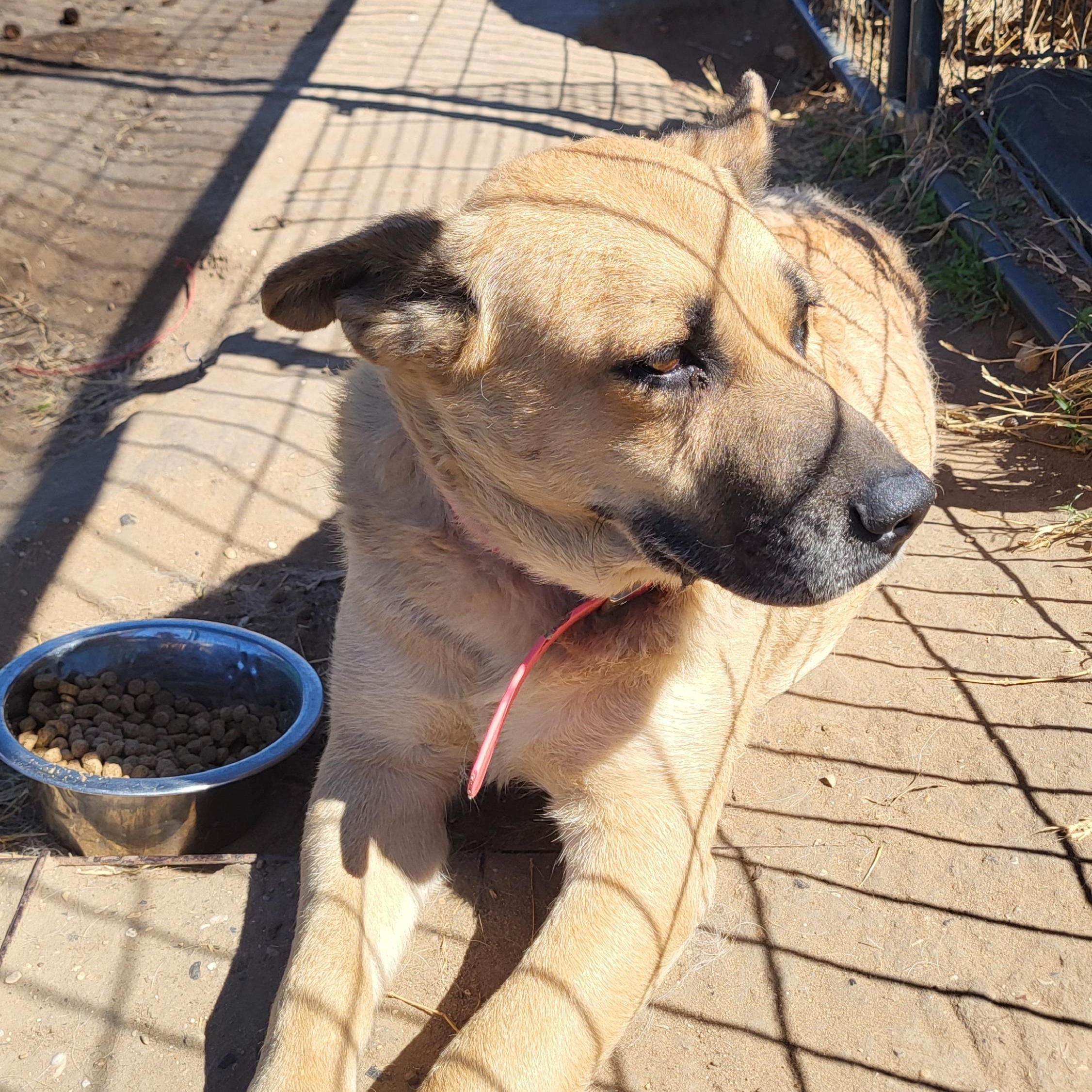 Daisy, a ADOPTABLE mixed breed in Rockdale, TX image 2/2