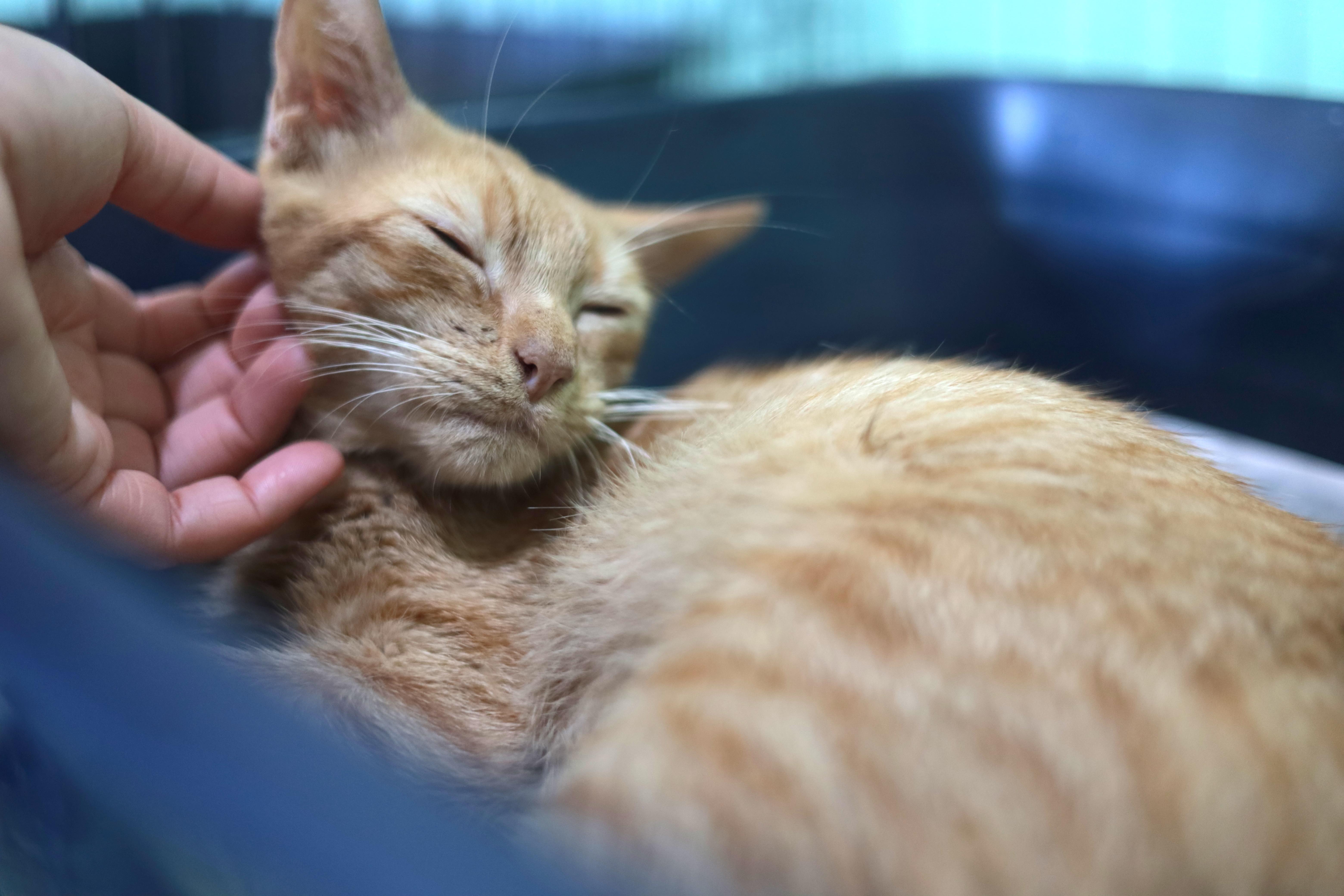 Dino, a Adoptable Domestic Short Hair in East Boston, MA image 2/4