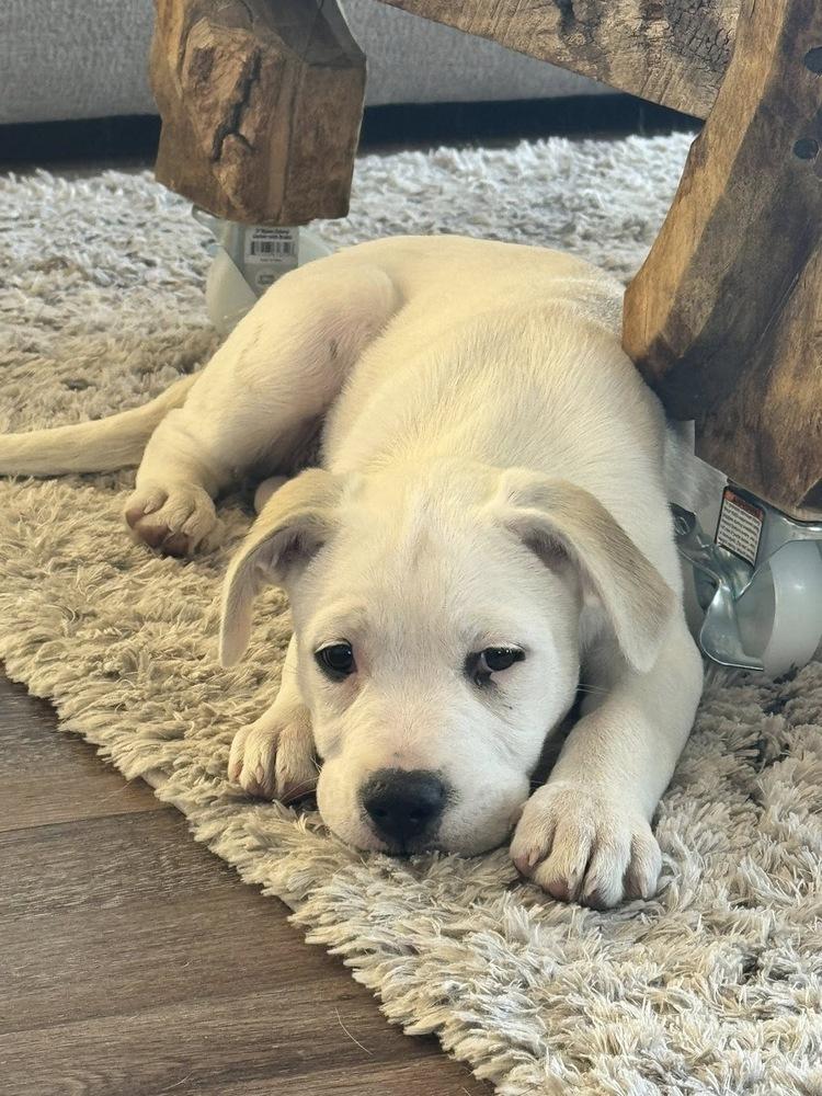 Fanta, Adoptable, Puppy Female Labrador Retriever.