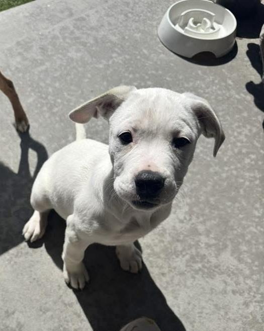 Enlarge Fanta, a Adoptable mixed breed in Colorado Springs, CO image 2/5