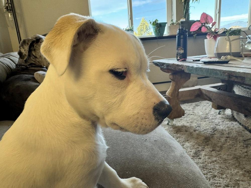 Enlarge Fanta, a Adoptable mixed breed in Colorado Springs, CO image 3/5