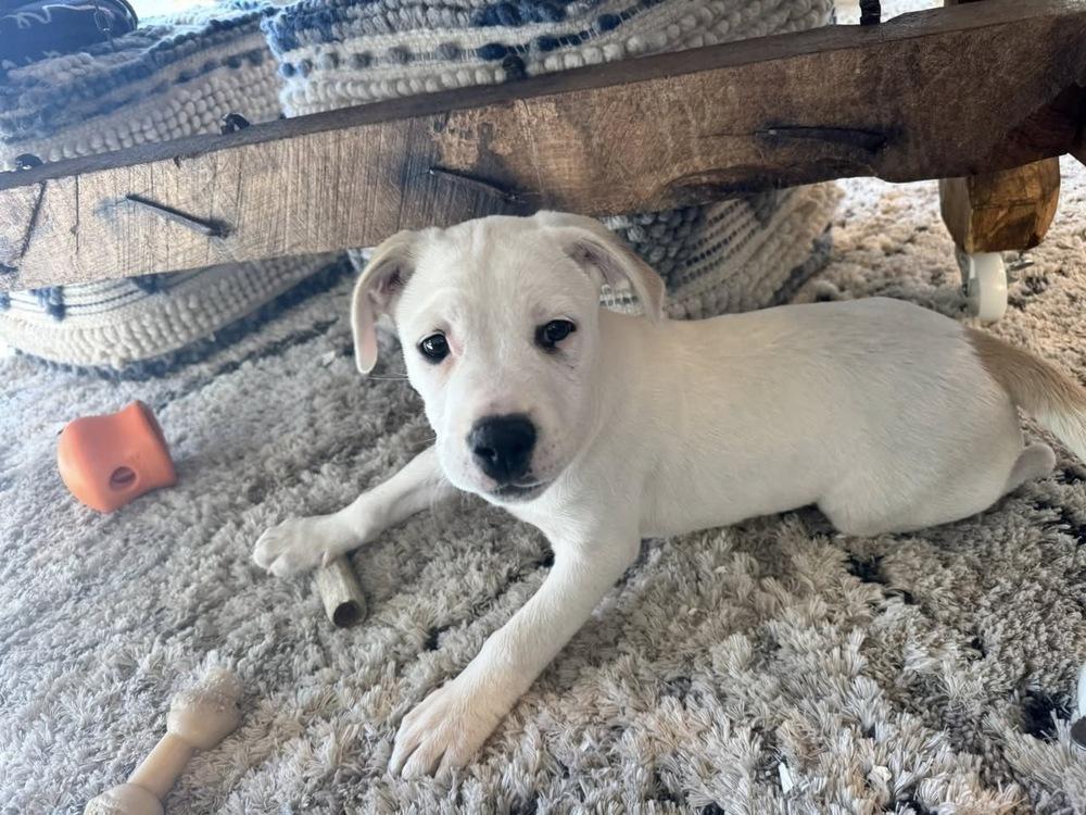 Enlarge Fanta, a Adoptable mixed breed in Colorado Springs, CO image 4/5