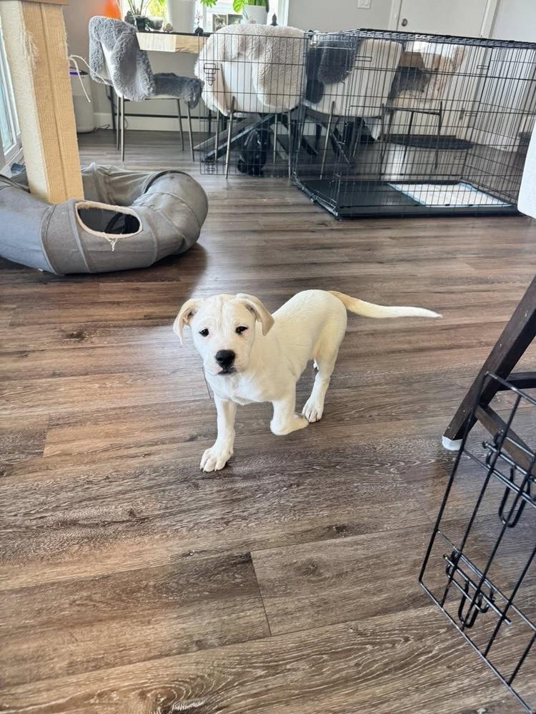 Enlarge Fanta, a Adoptable mixed breed in Colorado Springs, CO image 5/5