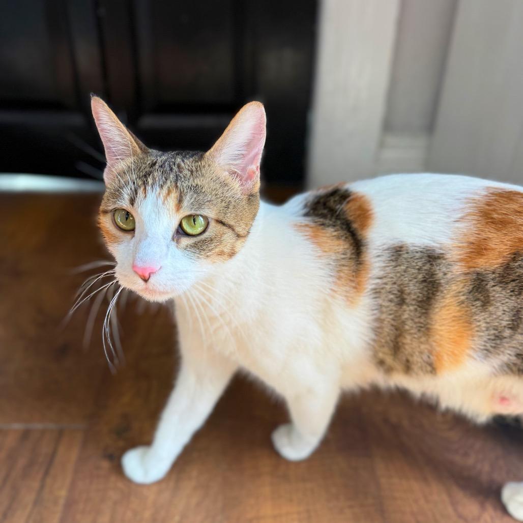 Lechuga, Adoptable, Adult Female Domestic Short Hair & Domestic Short Hair.