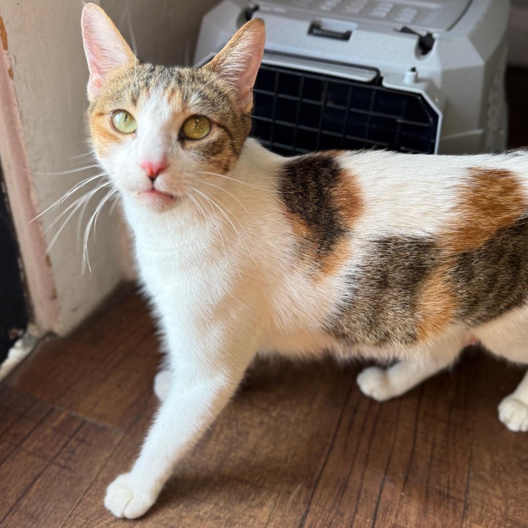 Enlarge Lechuga, a Adoptable mixed breed in Los Angeles, CA image 2/5