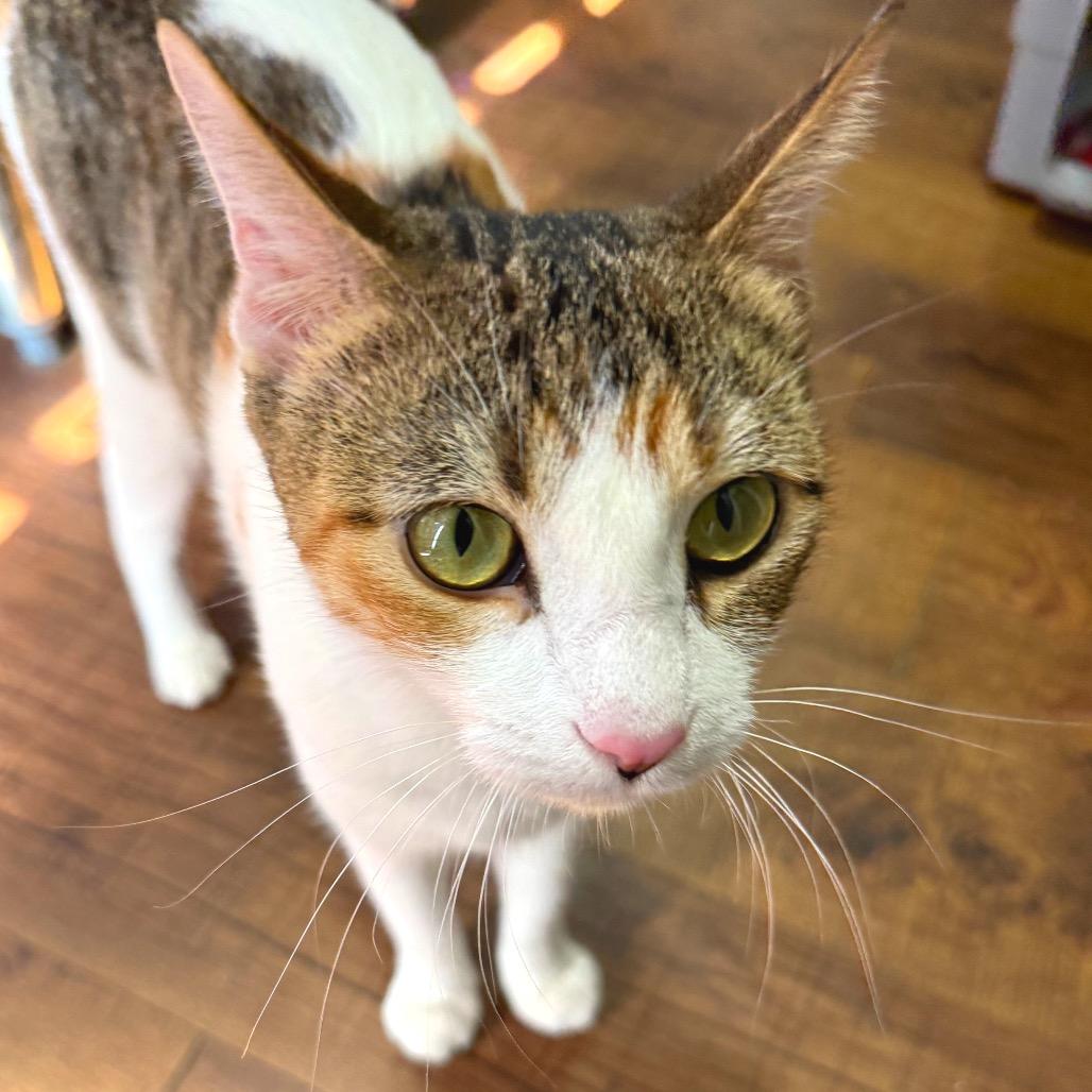 Enlarge Lechuga, a Adoptable mixed breed in Los Angeles, CA image 3/5