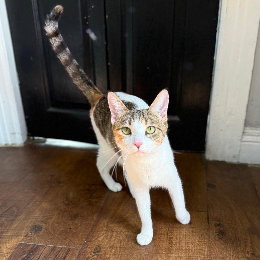 Enlarge Lechuga, a Adoptable mixed breed in Los Angeles, CA image 5/5