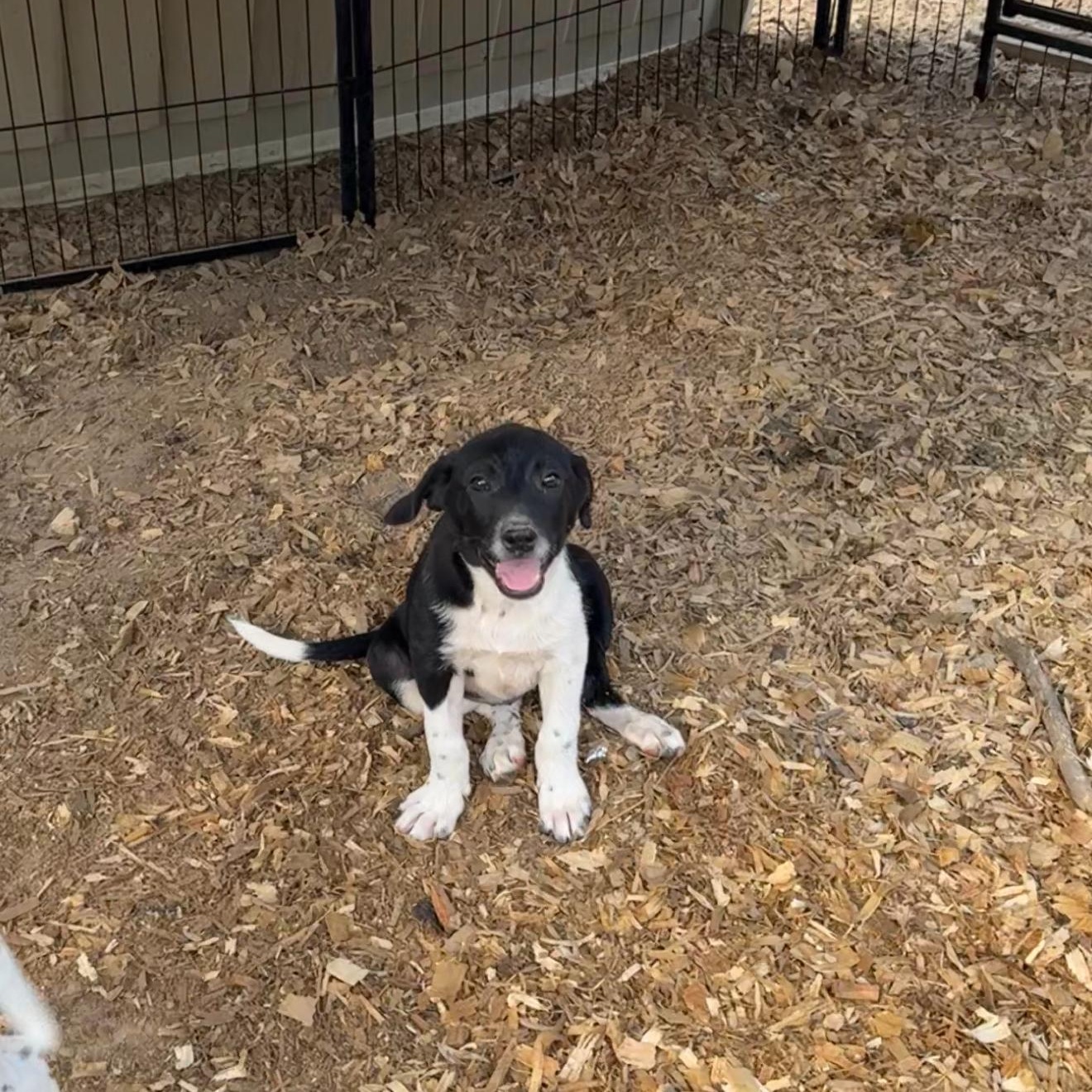 Duchess , adopted, Young Female Feist.