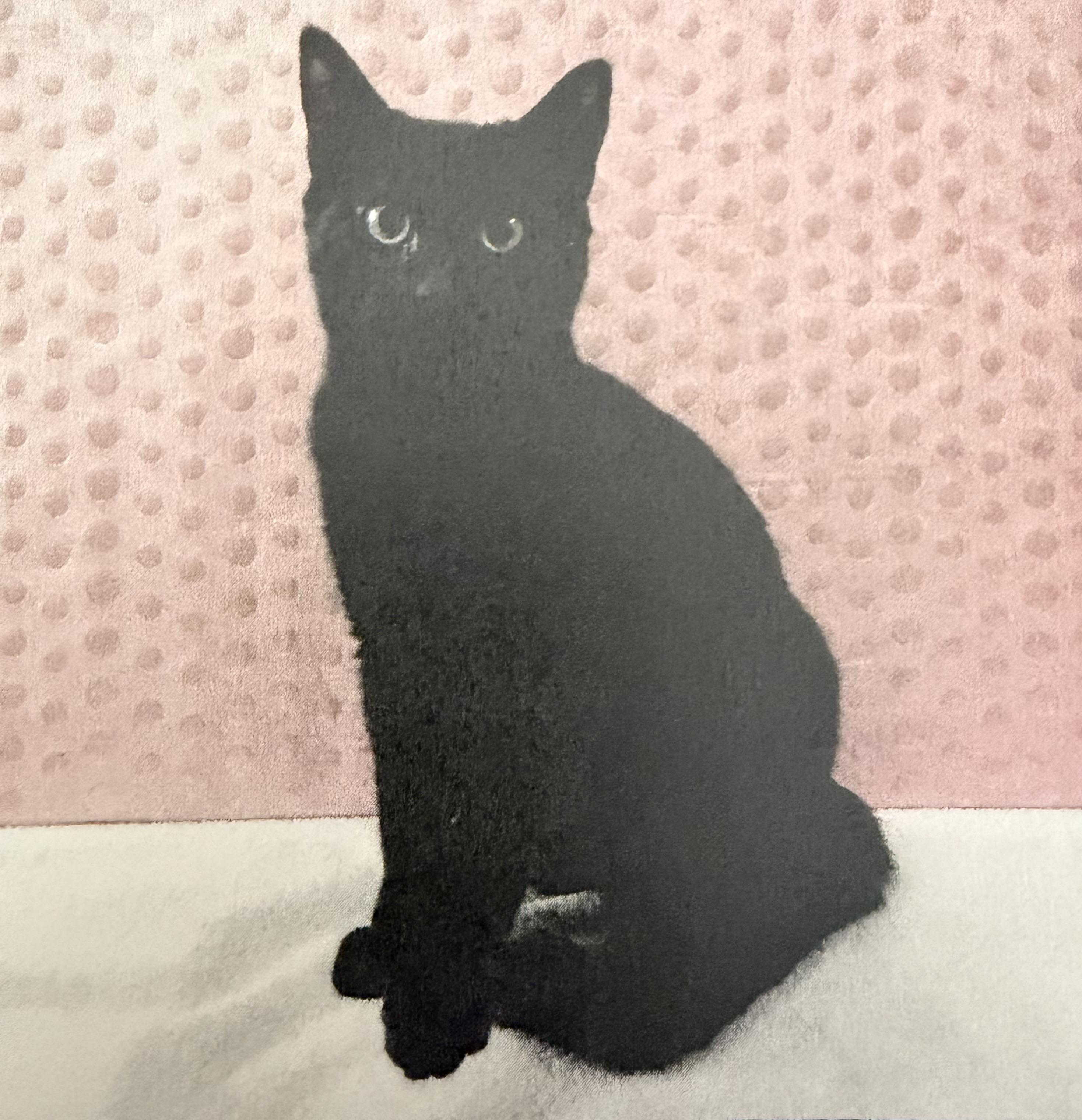 Blackberry, adopted, Young Male Domestic Short Hair.