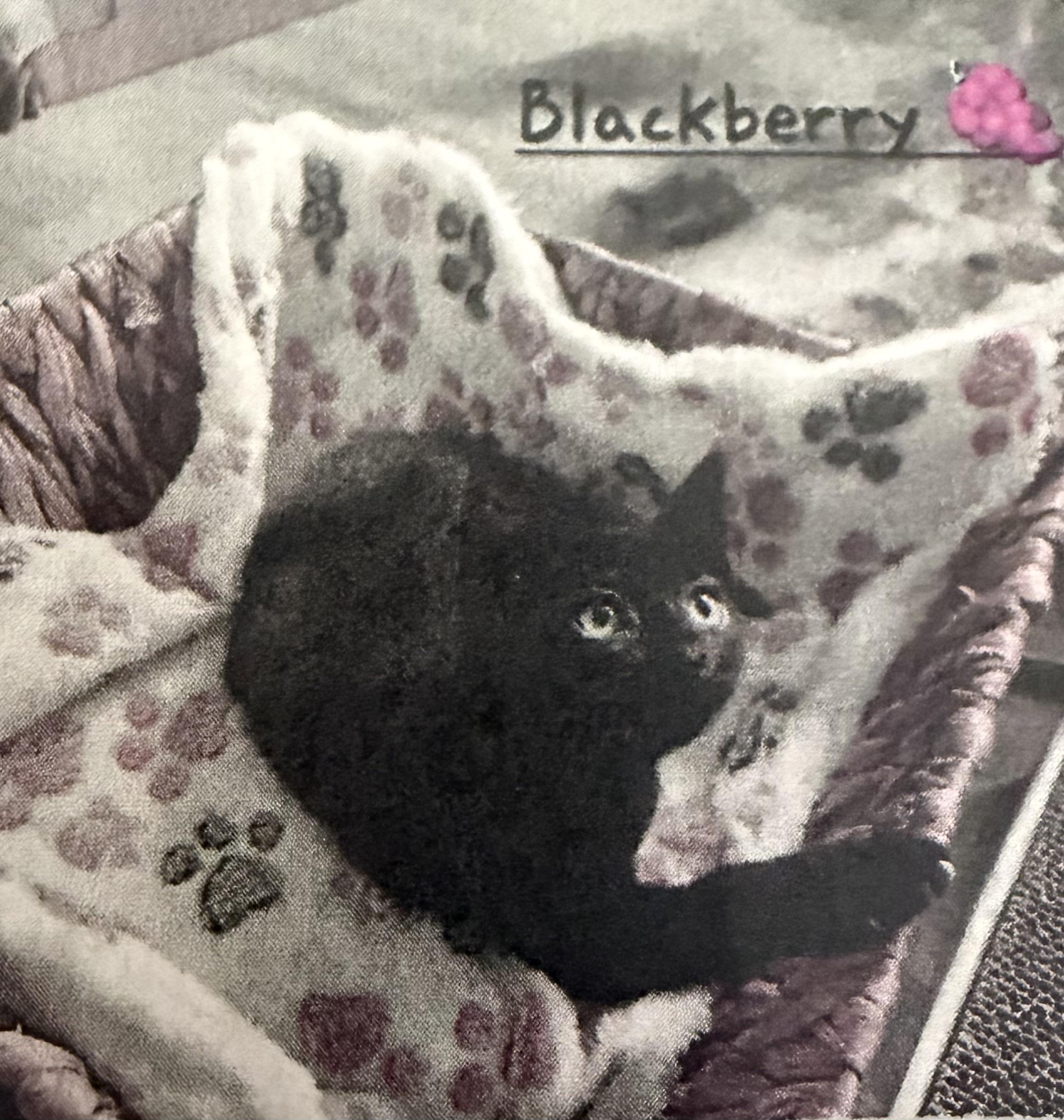 Blackberry, an adopted mixed breed in Peoria, IL image 2/2