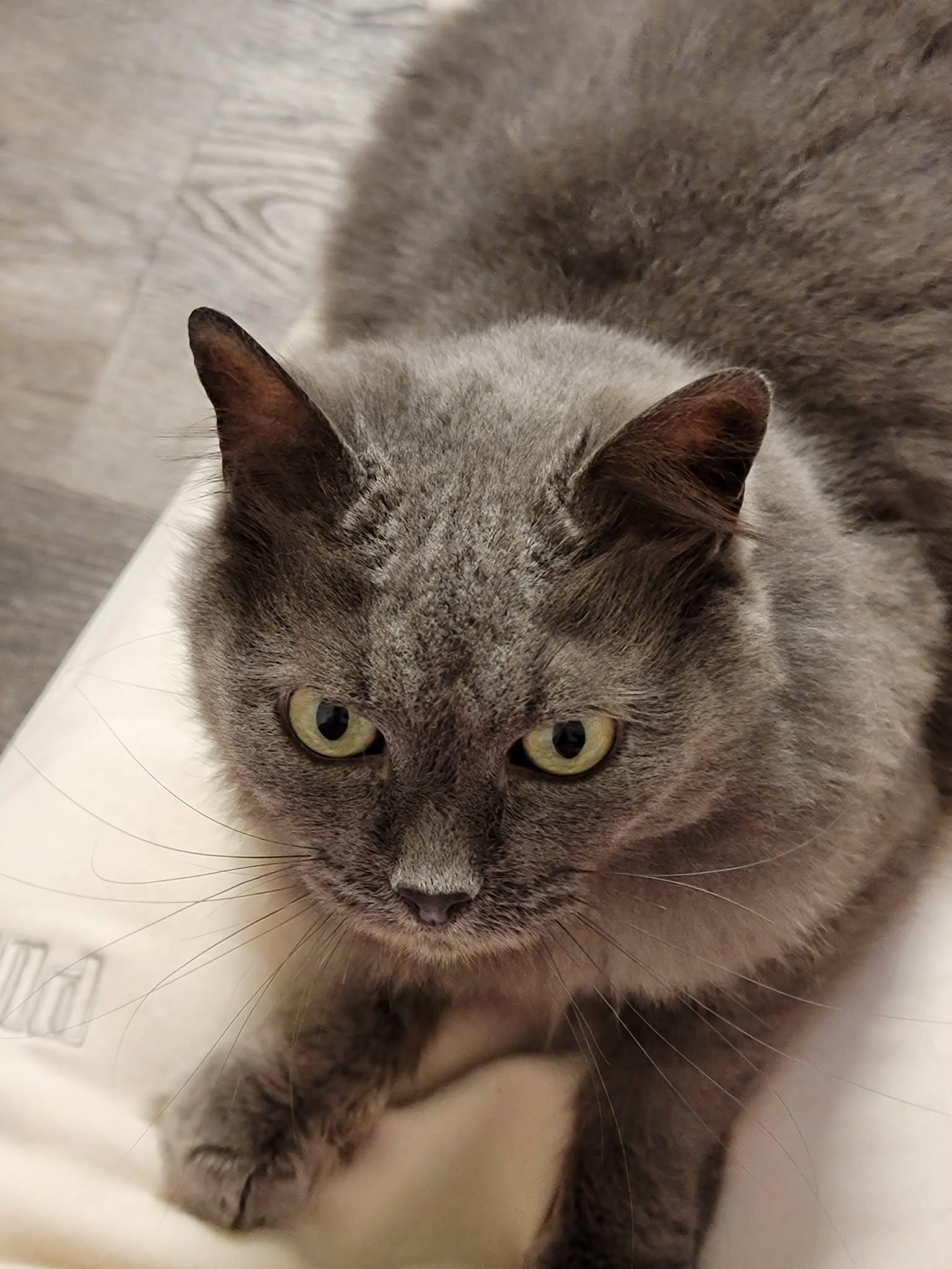 Enlarge Muffy, a ADOPTABLE Domestic Long Hair in Shakespeare, ON image 2/2