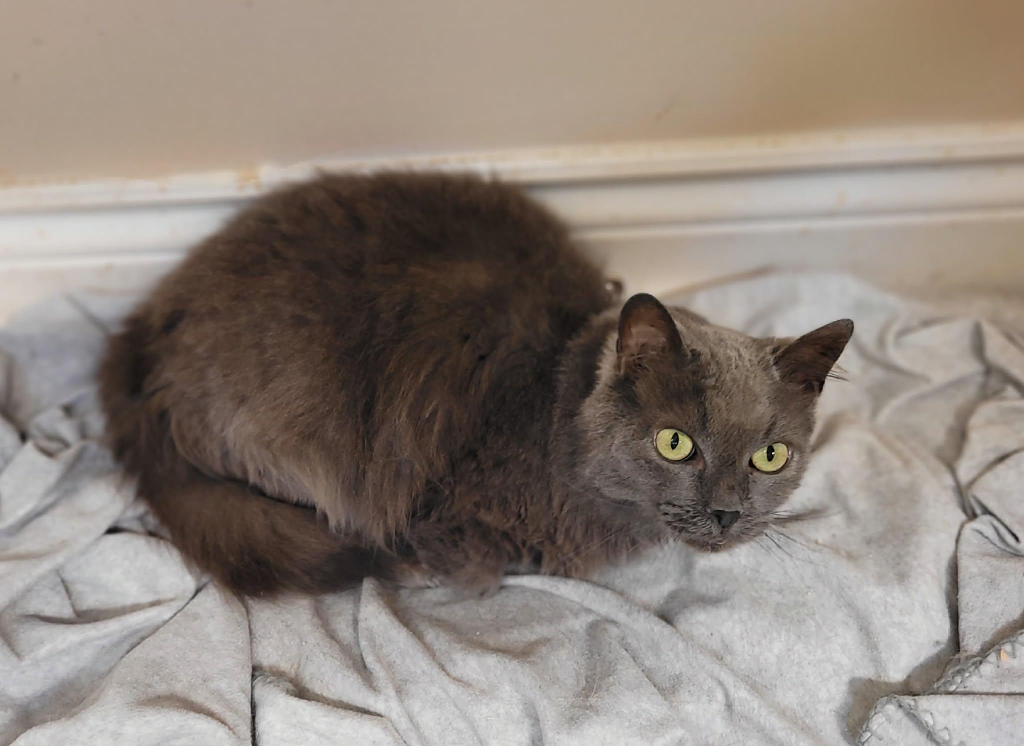 Muffy, ADOPTABLE, Adult Female Domestic Long Hair.