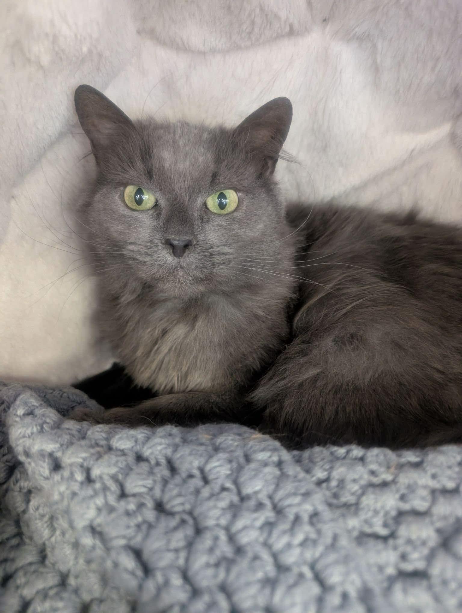 Enlarge Muffy, a Adoptable Domestic Long Hair in Shakespeare, ON image 1/3