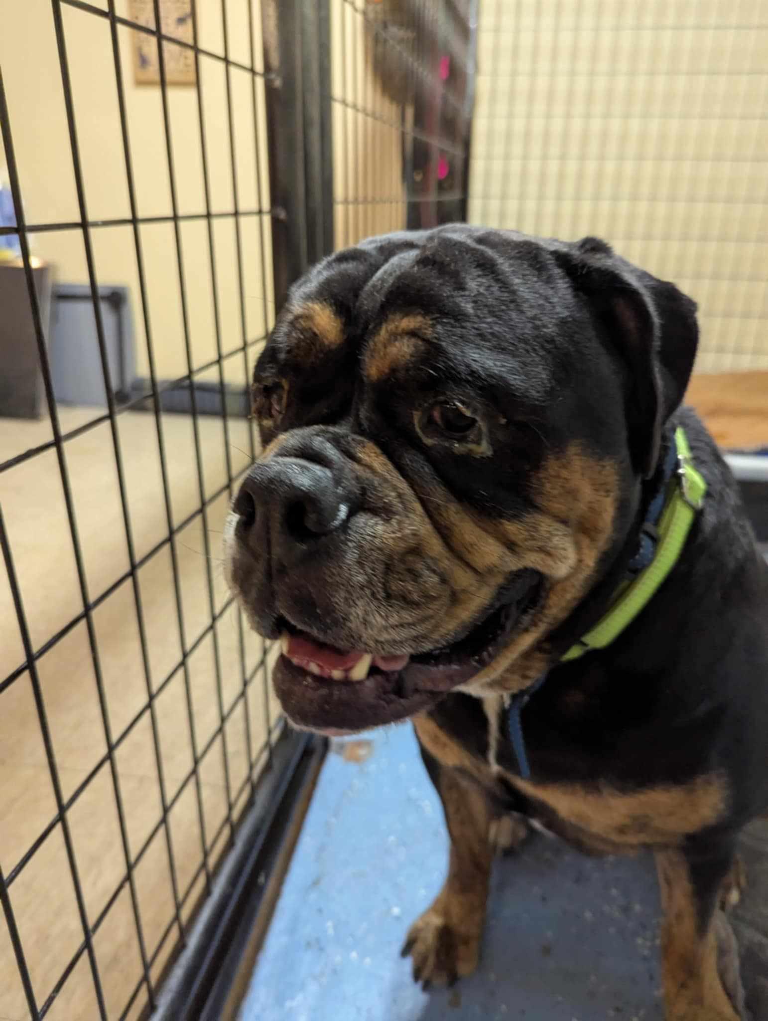 Enlarge Squirt, a Adopted English Bulldog in Claremont, NH image 1/2