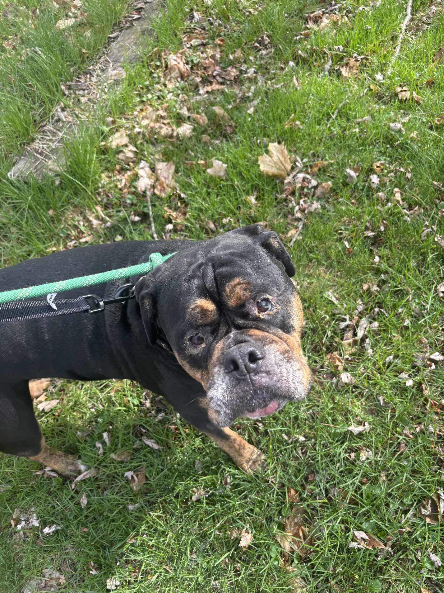 Enlarge Squirt, a Adopted English Bulldog in Claremont, NH image 2/2