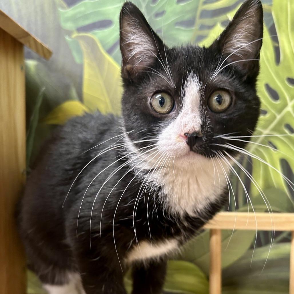 Netflix, Adoptable, Young Male Domestic Short Hair.