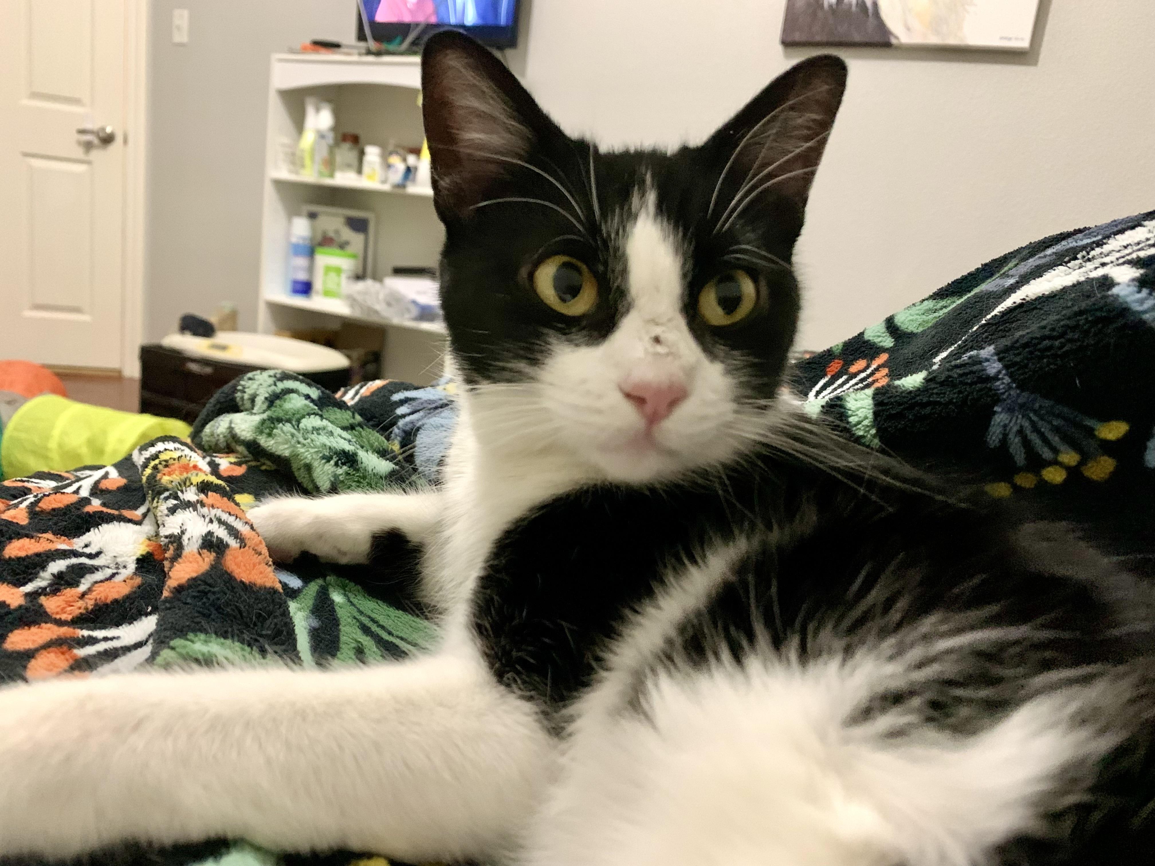 Olive, a Adoptable Tuxedo in Keller, TX image 1/4