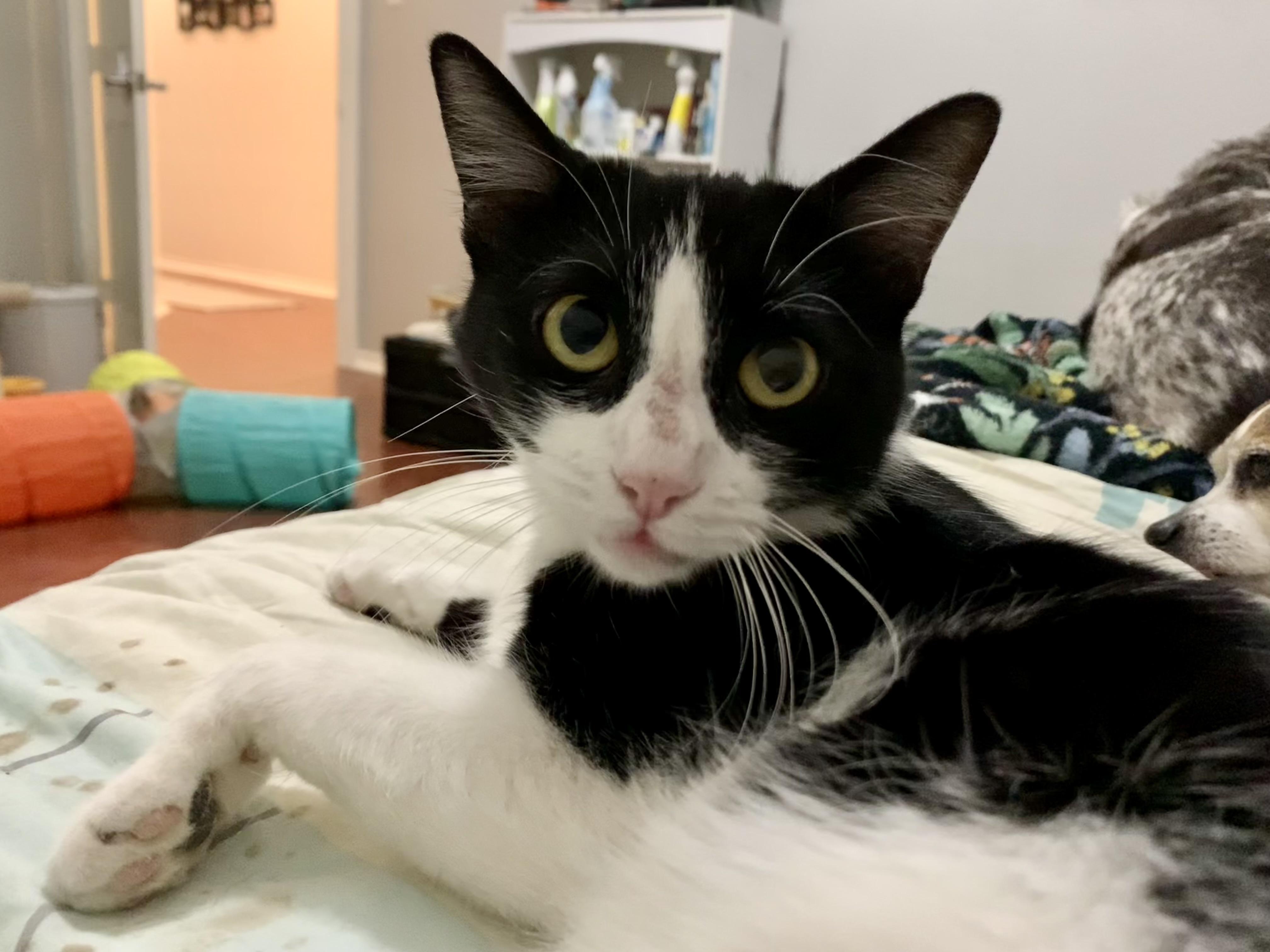 Olive, a Adoptable Tuxedo in Keller, TX image 2/4