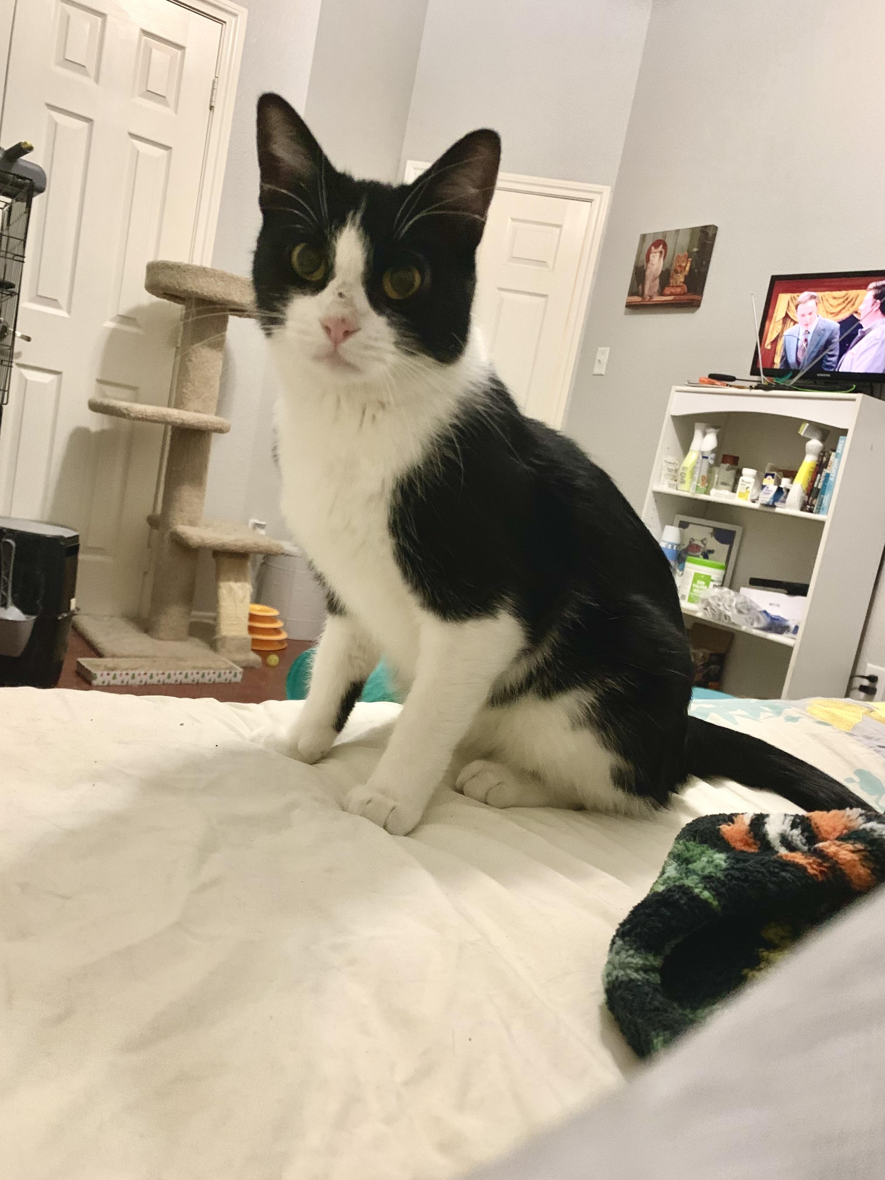 Olive, a Adoptable Tuxedo in Keller, TX image 3/4