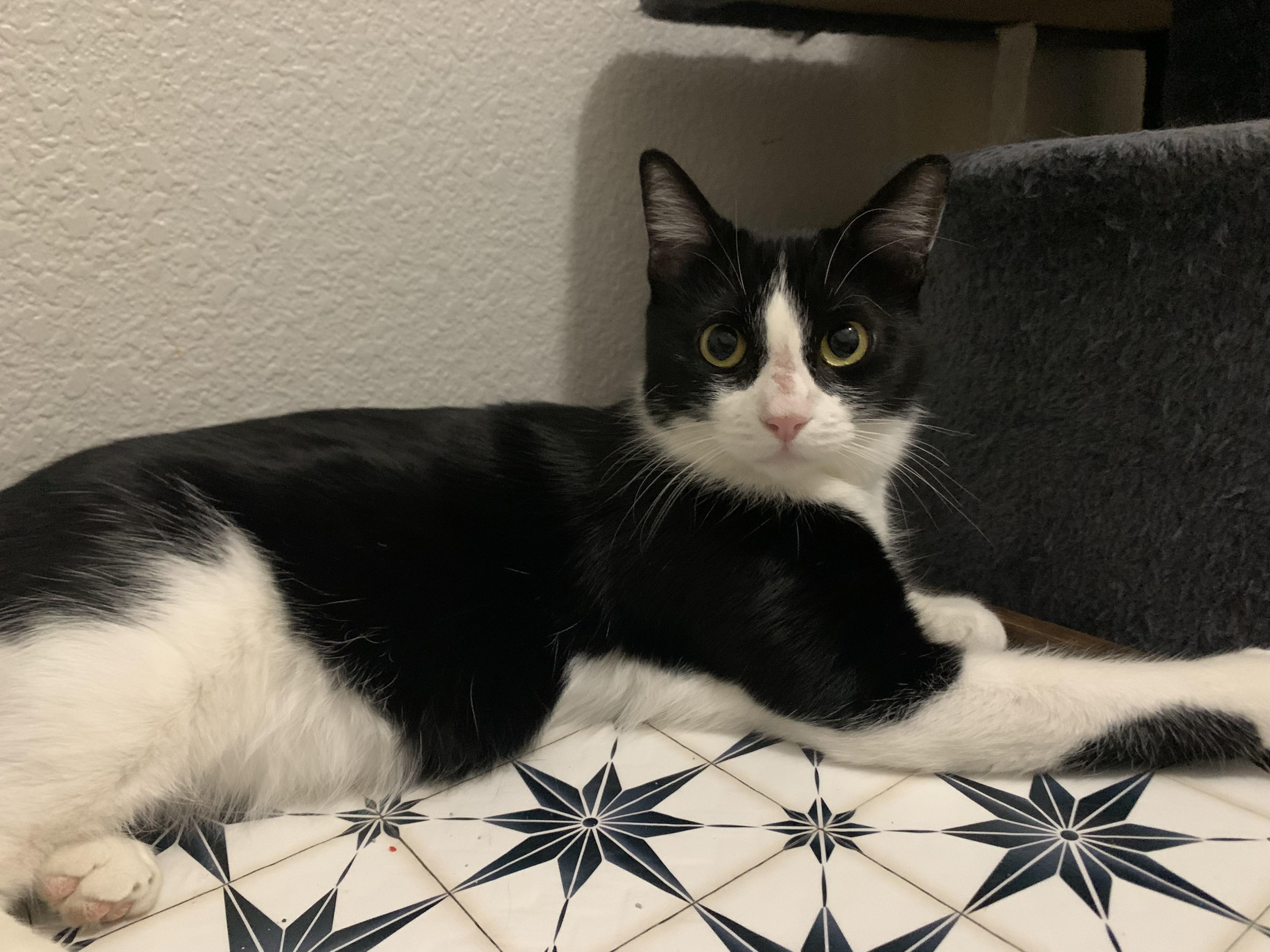 Olive, a Adoptable Tuxedo in Keller, TX image 4/4