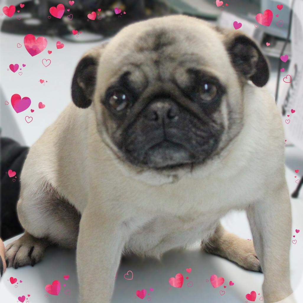 Star, adopted, Adult Female Pug.