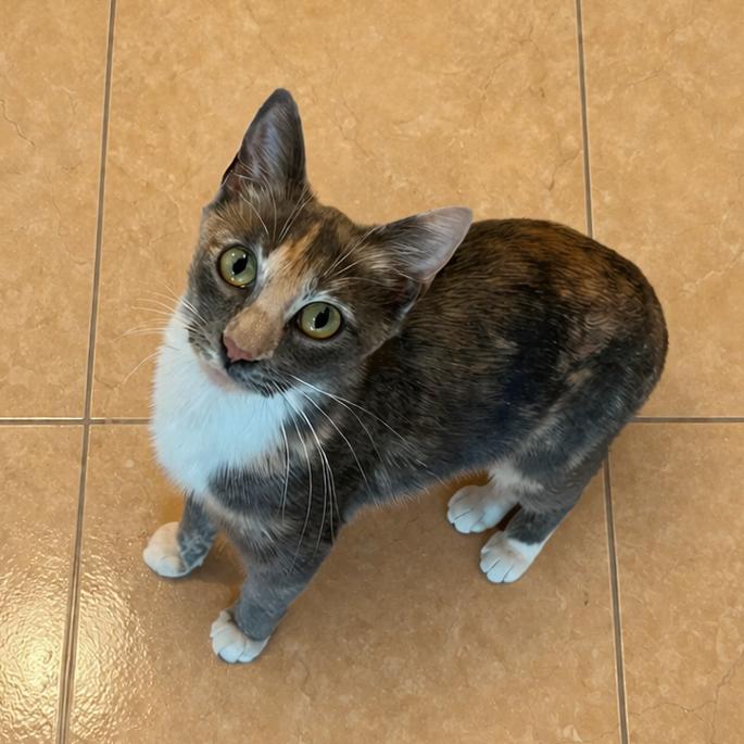 Sally, Adoptable, Young Female Domestic Short Hair.