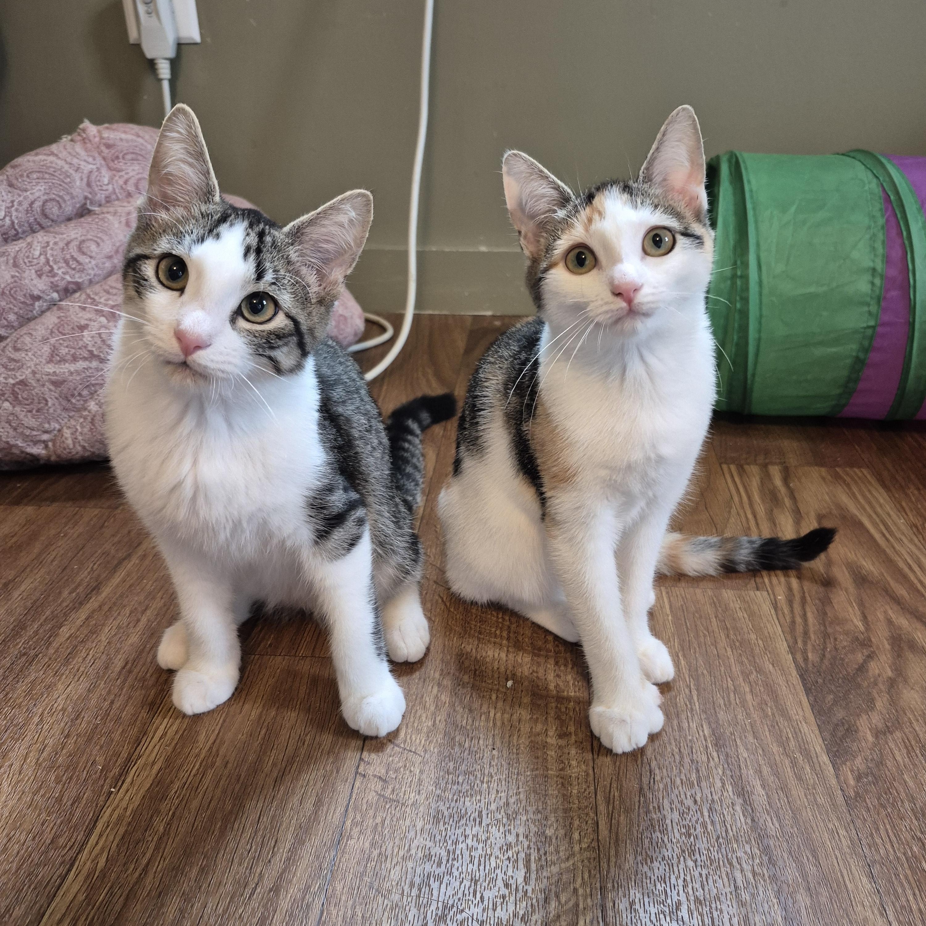 Enlarge Gabby, a Adopted Domestic Short Hair in Tioga, PA image 5/6