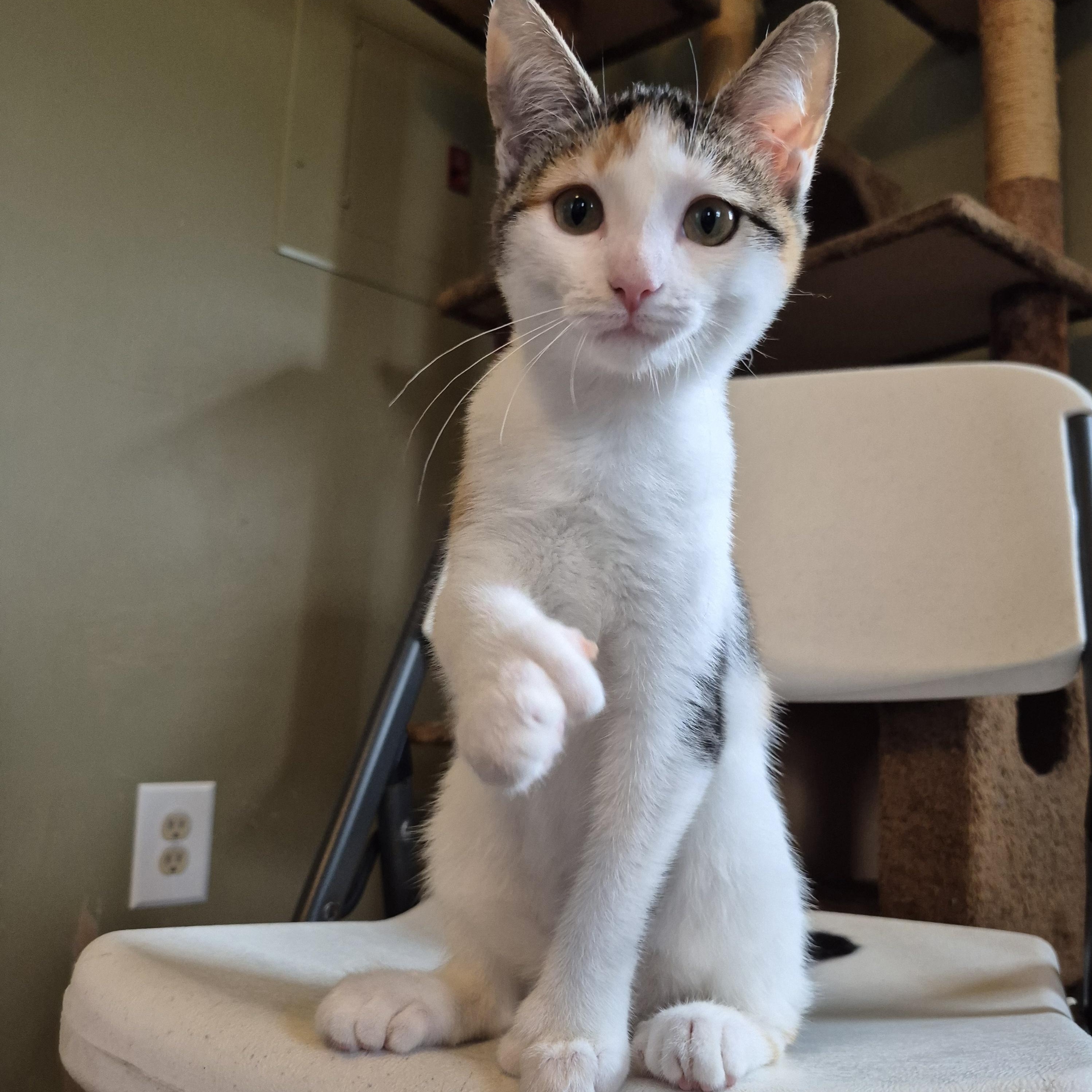 Enlarge Gabby, a Adopted Domestic Short Hair in Tioga, PA image 2/6
