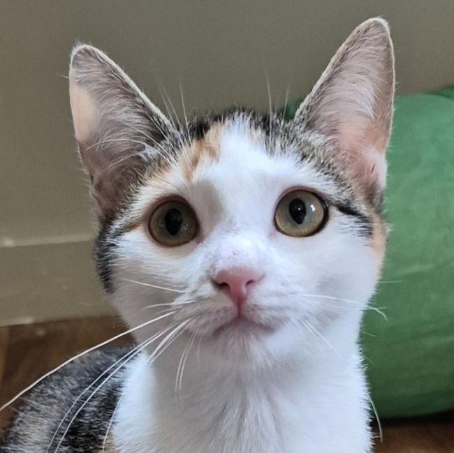 Gabby, Adopted, Young Female Domestic Short Hair.