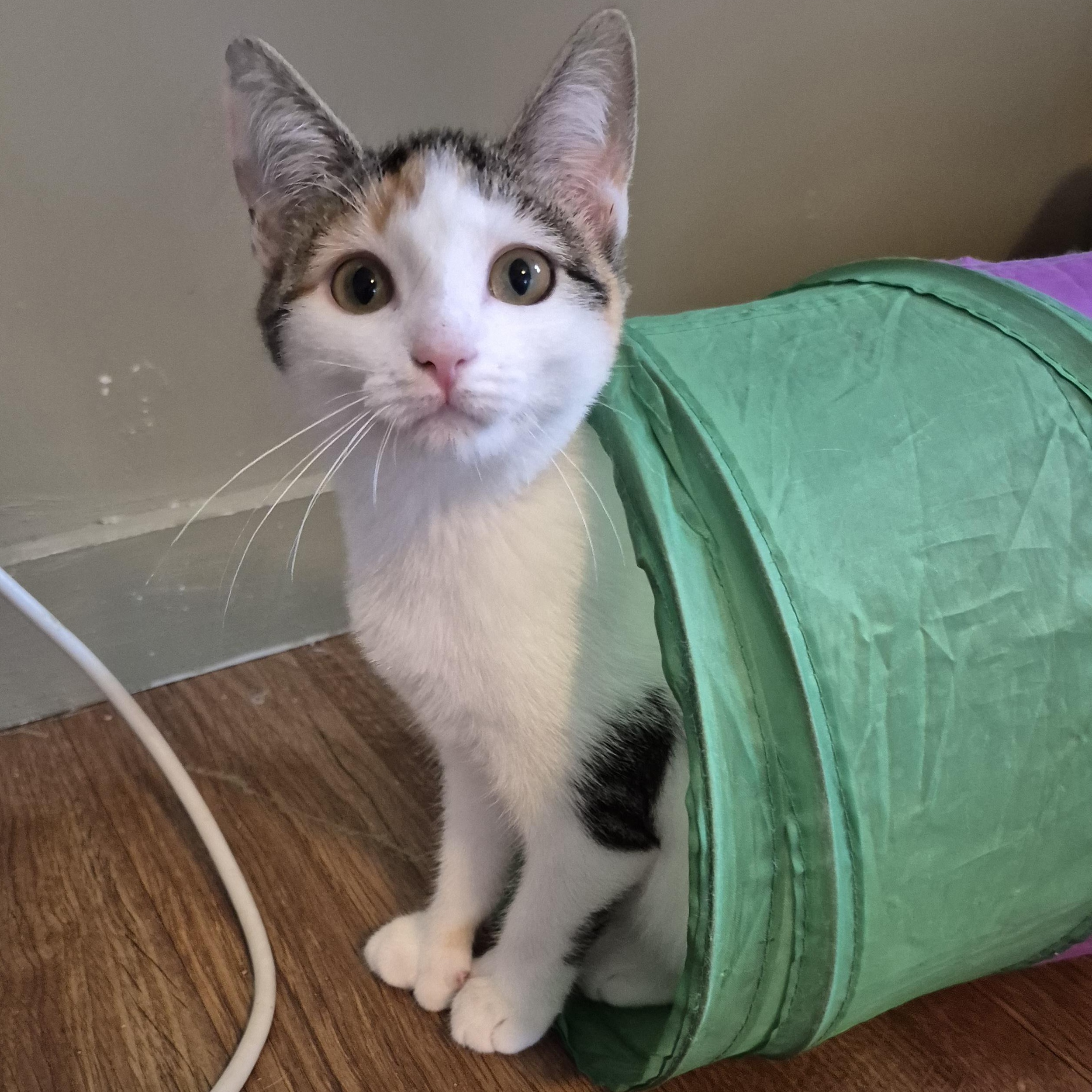 Enlarge Gabby, a Adopted Domestic Short Hair in Tioga, PA image 3/6