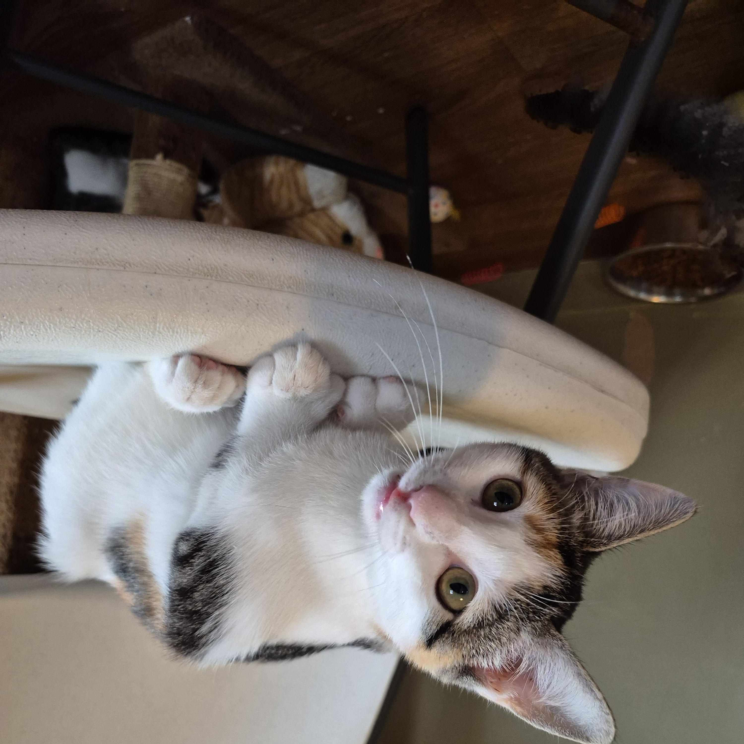 Enlarge Gabby, a Adopted Domestic Short Hair in Tioga, PA image 4/6