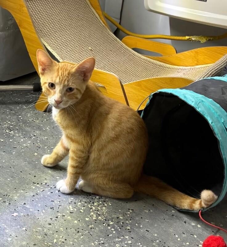 Doug, Adoptable, Young Male Domestic Short Hair.