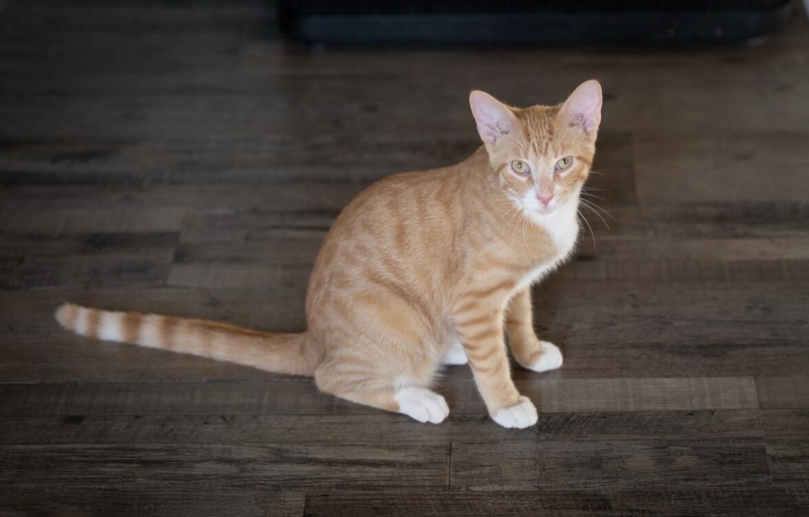 Enlarge Doug, a Adoptable Domestic Short Hair in Grand Rapids, MI image 2/3