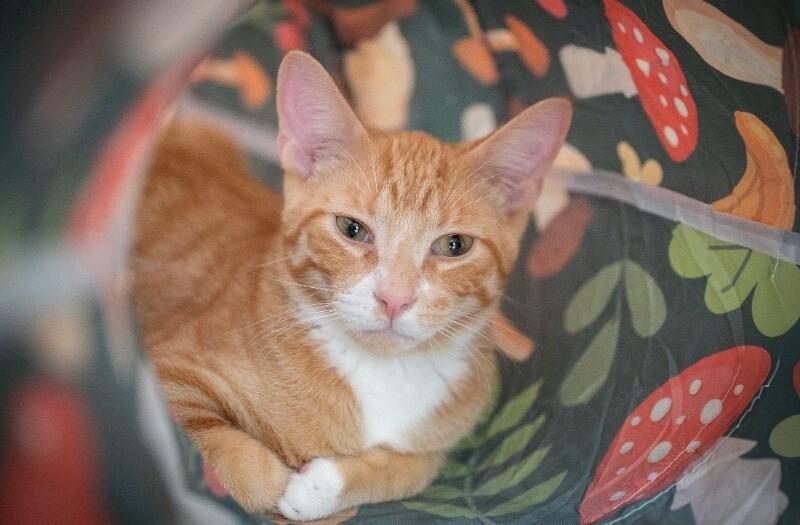 Enlarge Doug, a Adoptable Domestic Short Hair in Grand Rapids, MI image 3/3