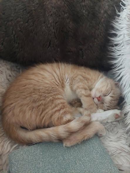 Enlarge Kai, an adopted Domestic Short Hair in Menasha, WI image 3/6