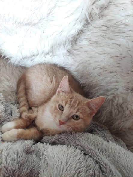 Enlarge Kai, an adopted Domestic Short Hair in Menasha, WI image 4/6