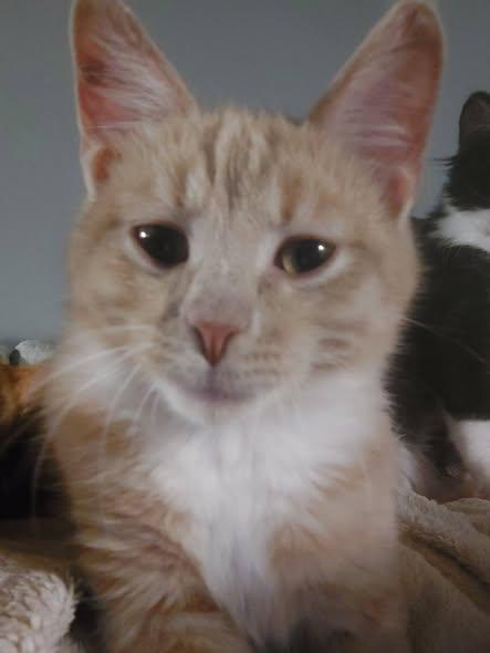 Enlarge Kai, an adopted Domestic Short Hair in Menasha, WI image 1/6