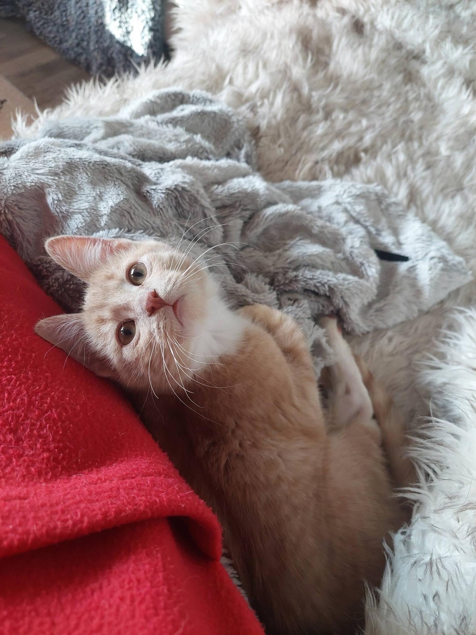 Enlarge Kai, an adopted Domestic Short Hair in Menasha, WI image 5/6