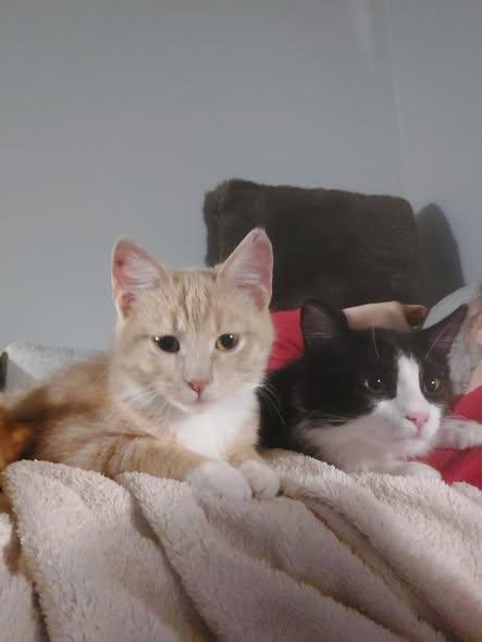 Enlarge Kai, an adopted Domestic Short Hair in Menasha, WI image 2/6