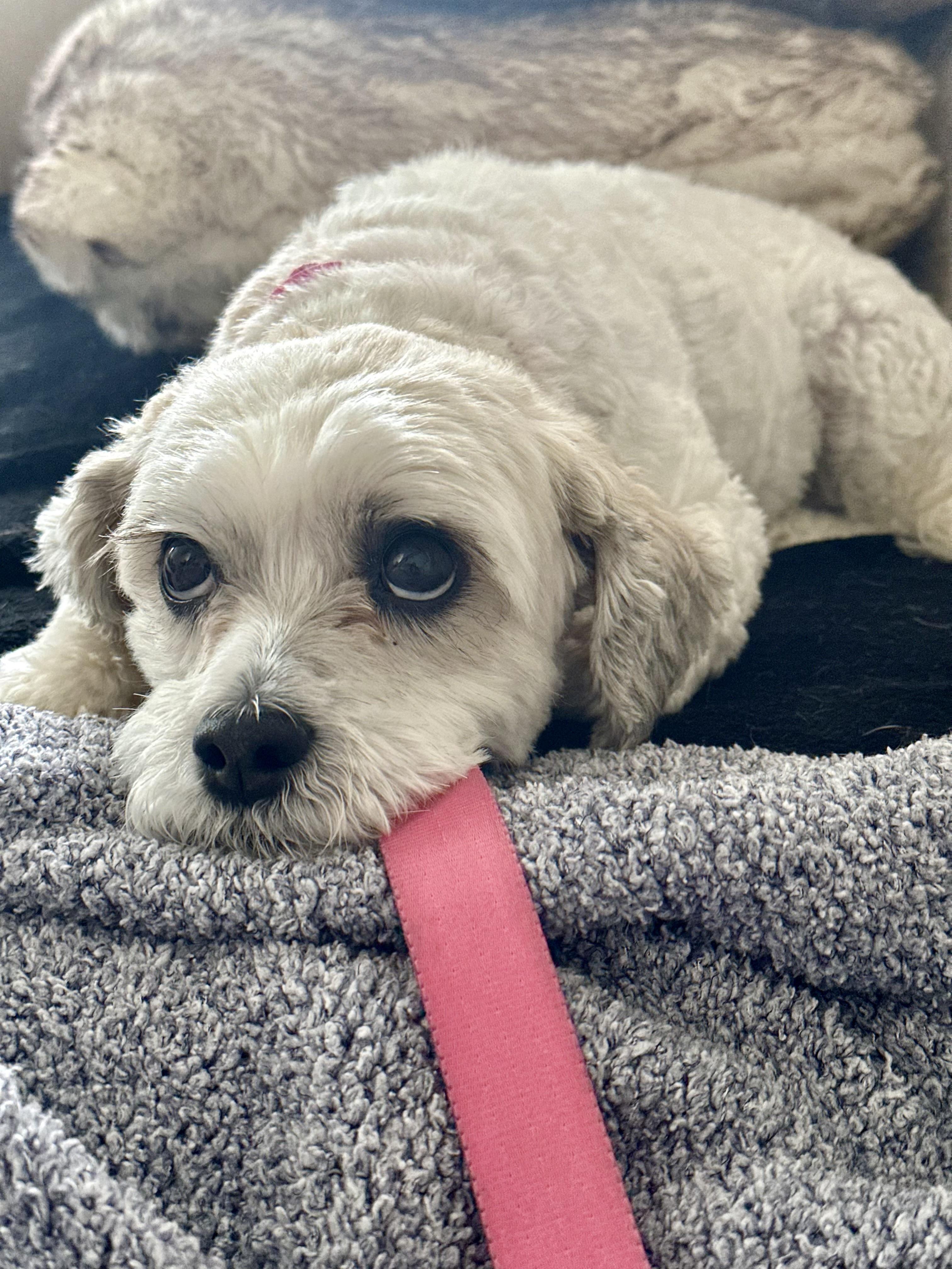 Enlarge Diva, an adopted Bichon Frise in Florence, KY image 1/2