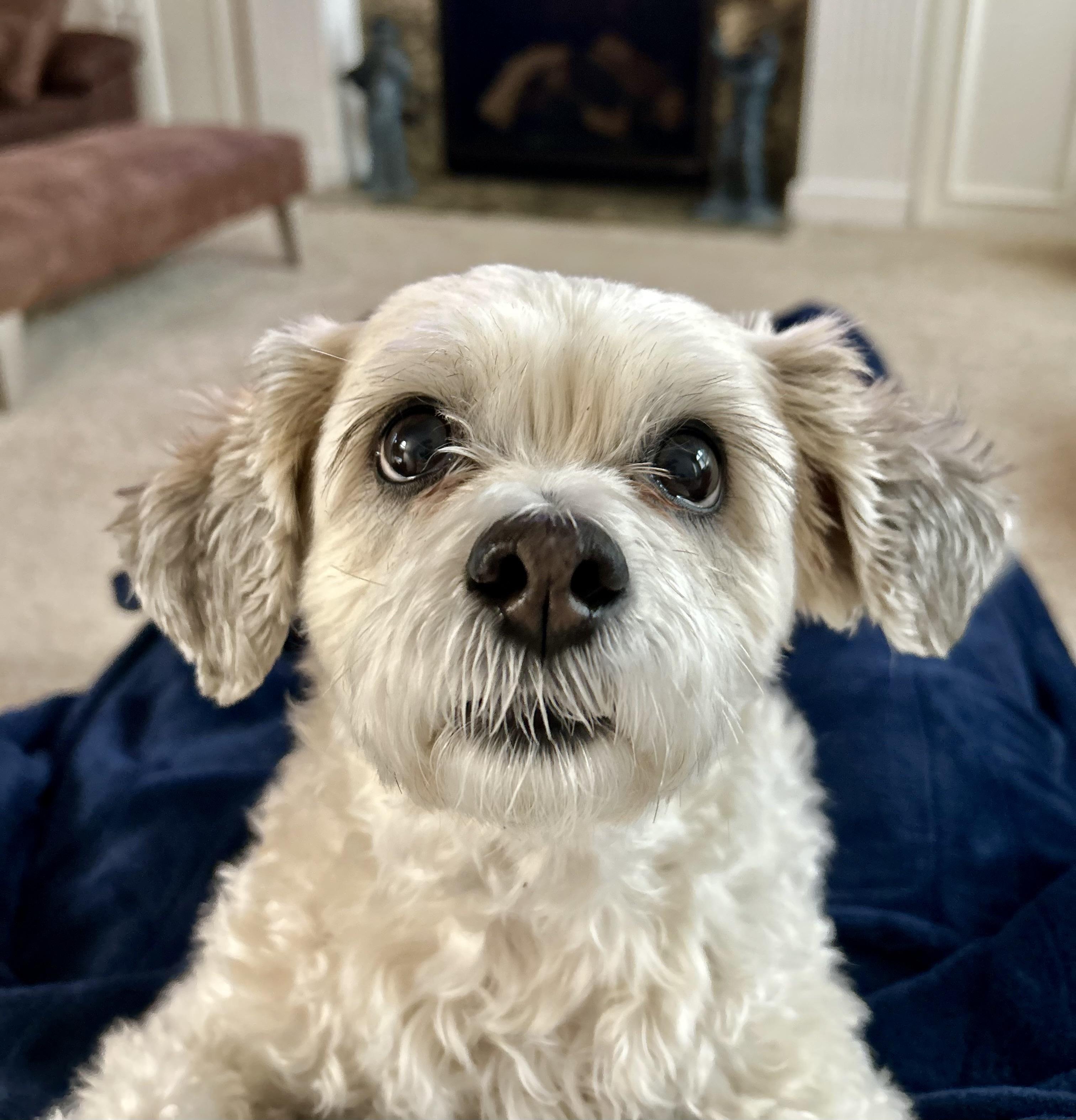 Enlarge Diva, an adopted Bichon Frise in Florence, KY image 2/2