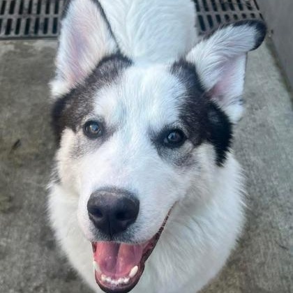 Denali, adopted, Young Male Husky.