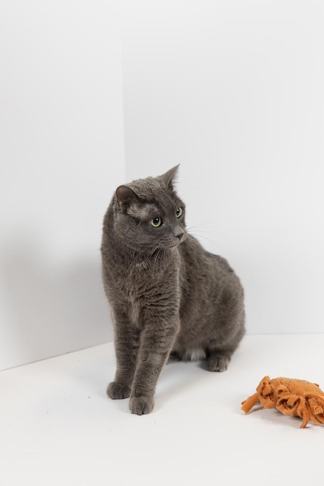 Leela, ADOPTABLE, Senior Female Domestic Short Hair.